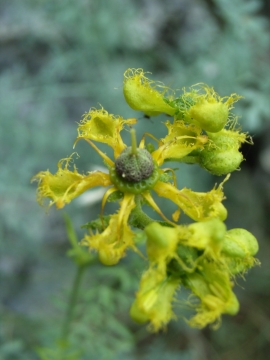 Ruta angustifolia (J.-P. Mandin)